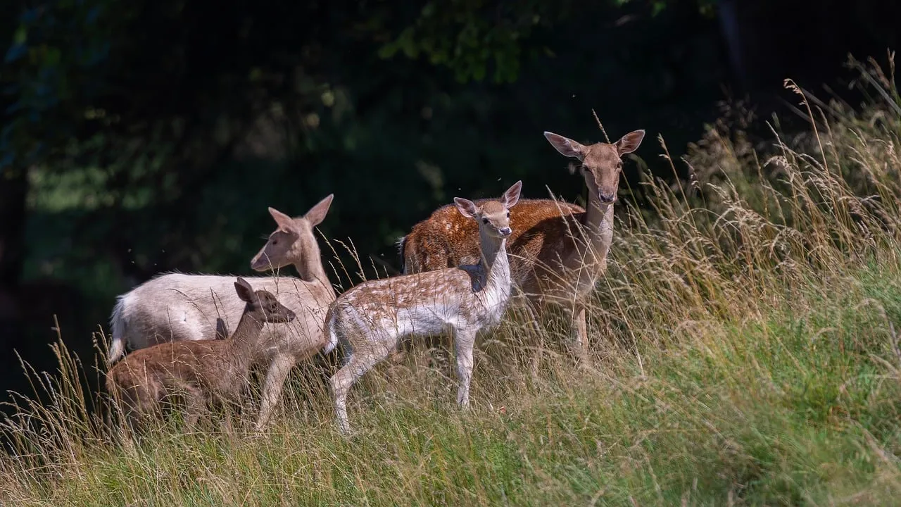 Guard Effect czy Hukinol? Kiedy warto postawić na odstraszacz dźwiękowy, a kiedy na zapachowy?
