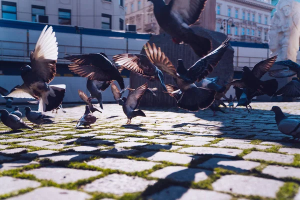 uciekające gołębie