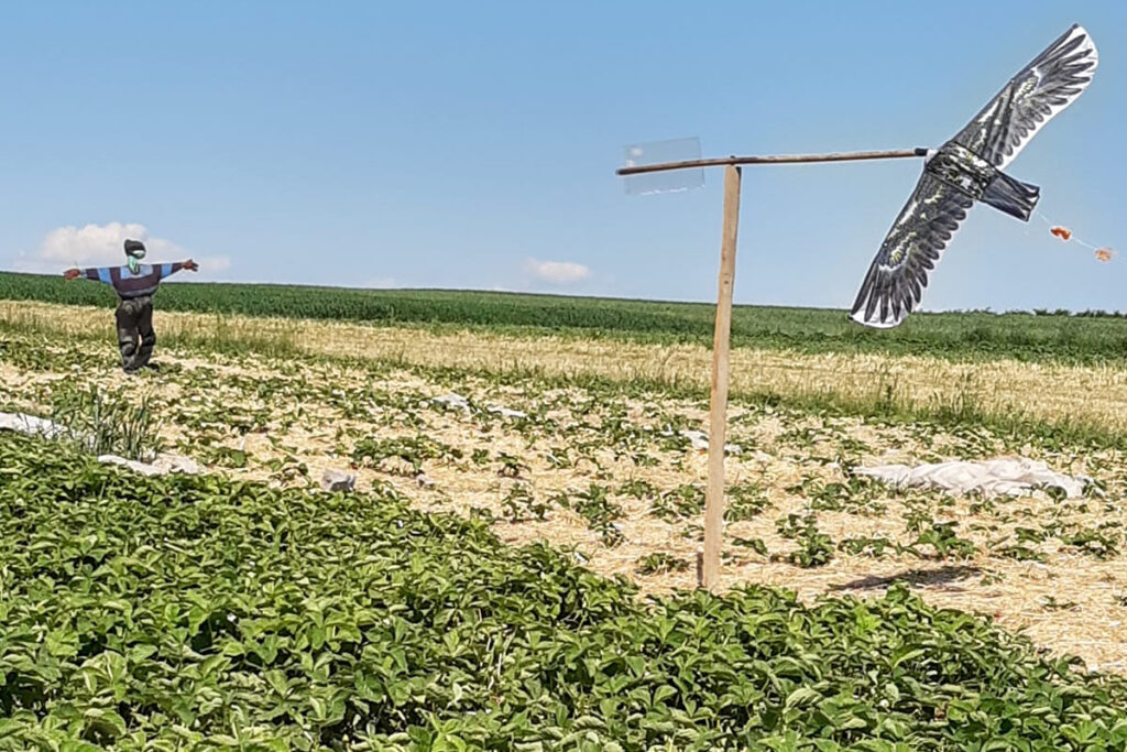 skuteczne odstraszacze ptaków